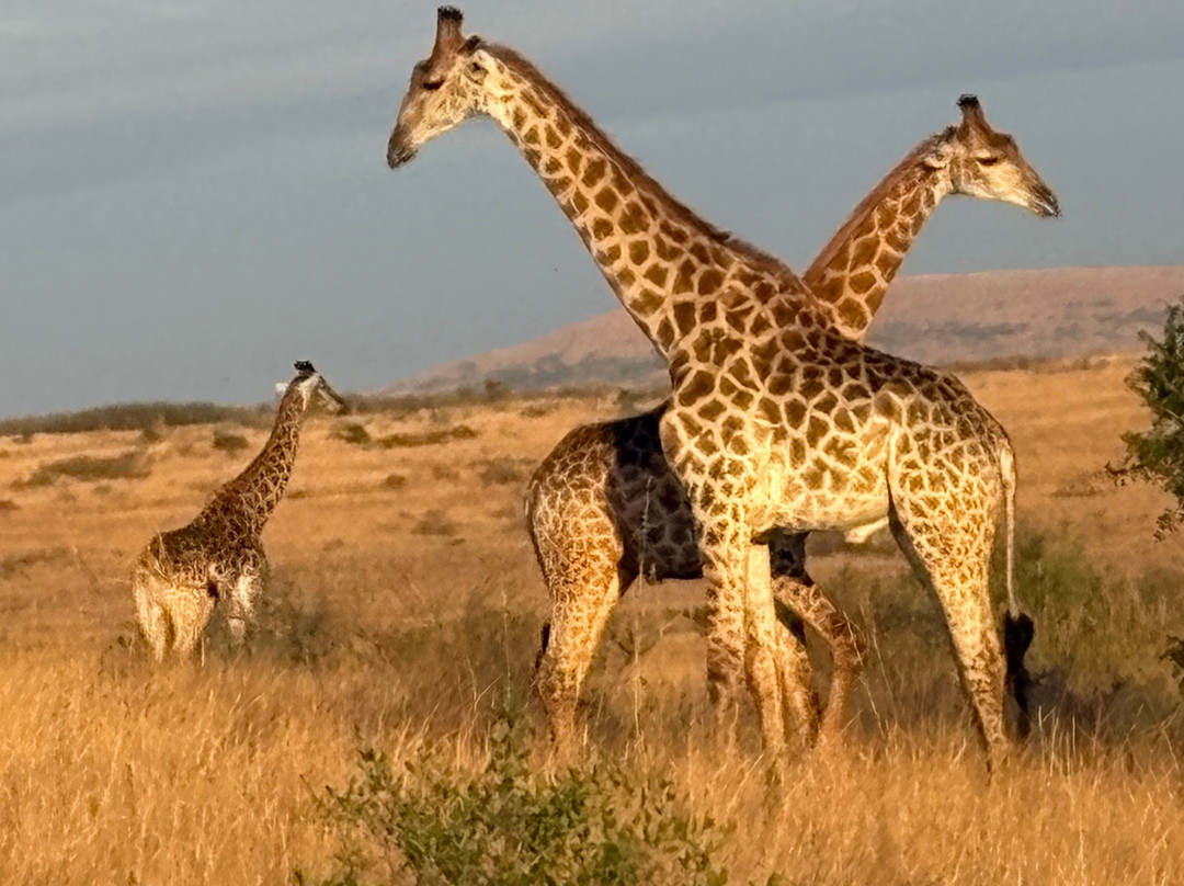 Dogs 4 Wildlife-赫卢赫卢韦必去景点