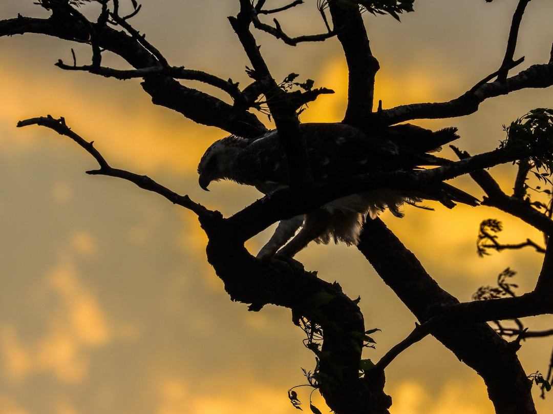 Dogs 4 Wildlife-赫卢赫卢韦必去景点