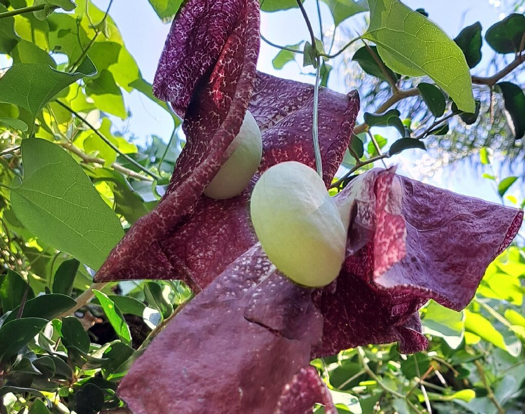 Botanical  Gardens Of Crete-Fournes必去景点