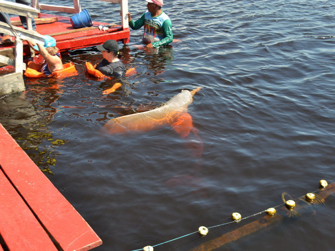 Pink Dolphins Floating Platform-Novo Airao必去景点