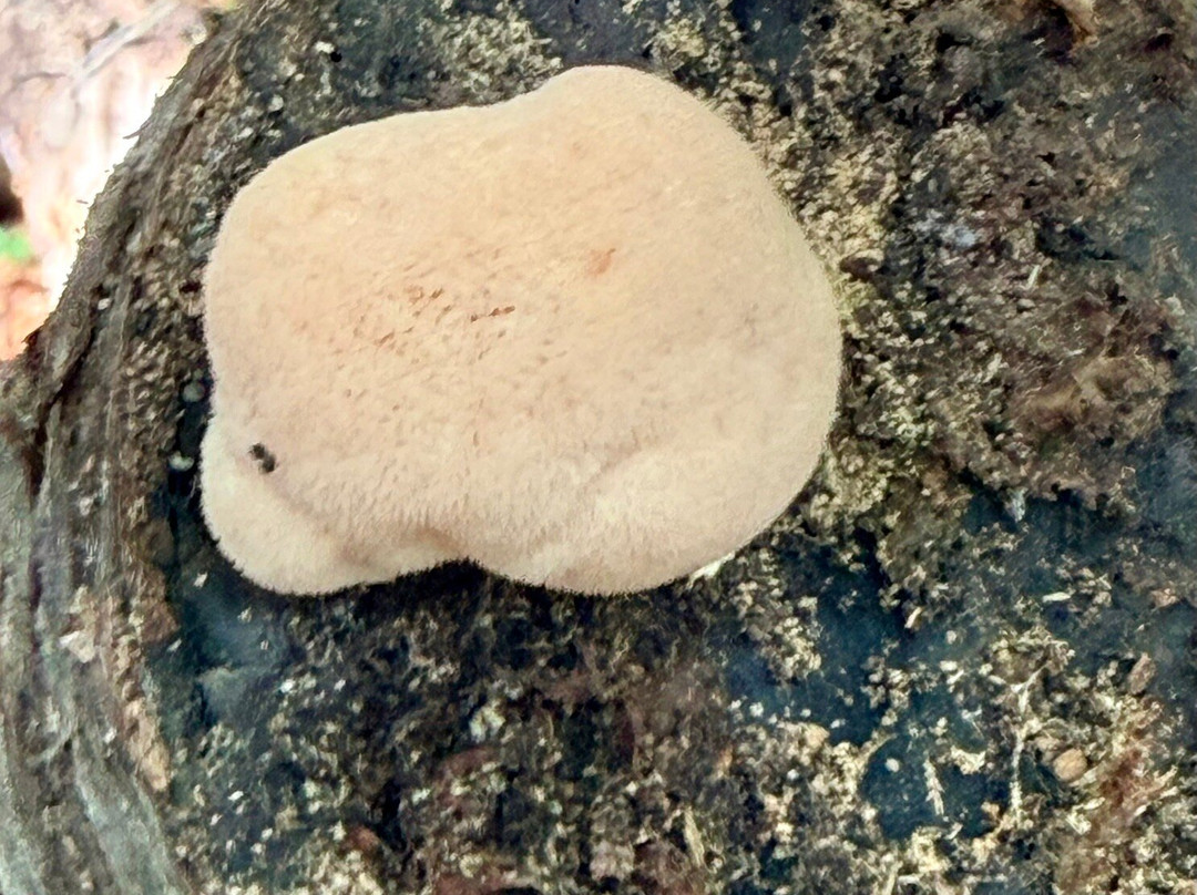 Deep Woods Mushrooms-Mills River必去景点