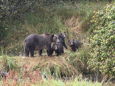 The Kodiak Life-Kodiak必去景点