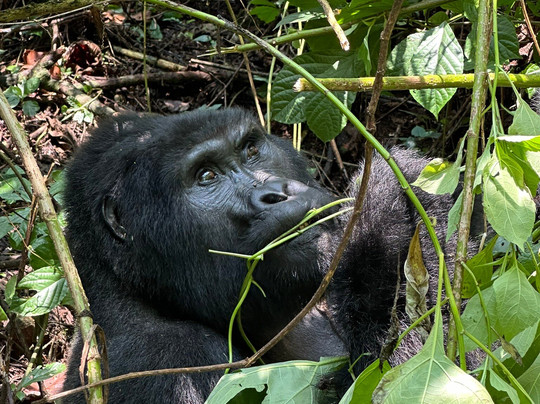 Kambuga酒店住宿-Silverback