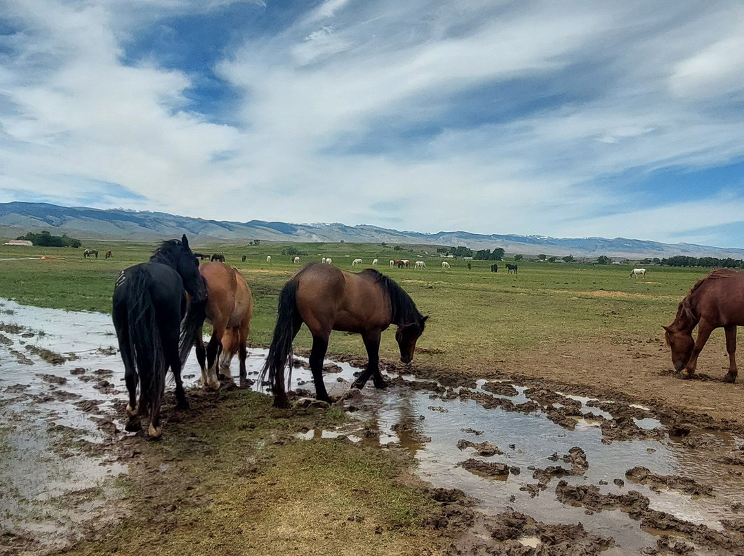 Wind River Wild Horse Sanctuary-兰德尔必去景点