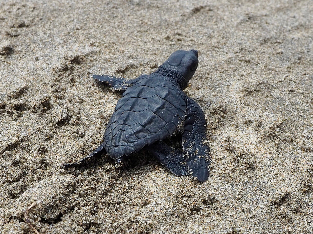 Campamento Tortuguero Playa Hermosa-阿卡普尔科必去景点