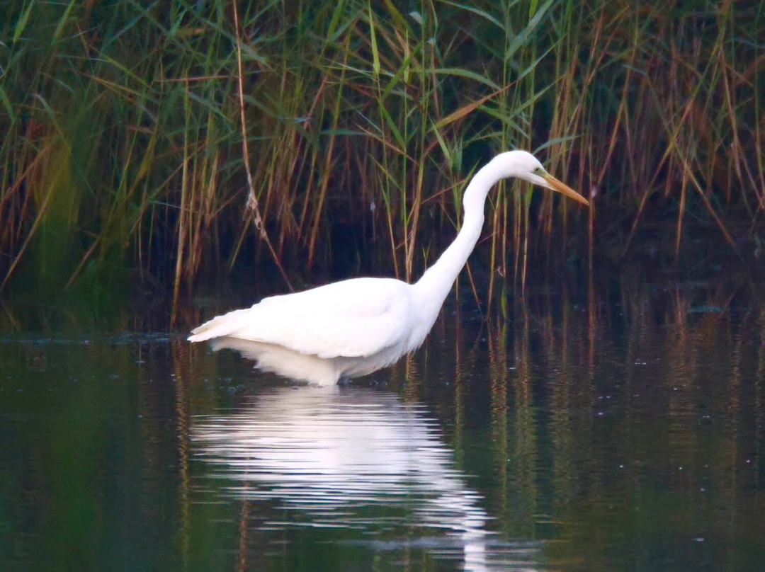 Strumpshaw Fen-Strumpshaw必去景点