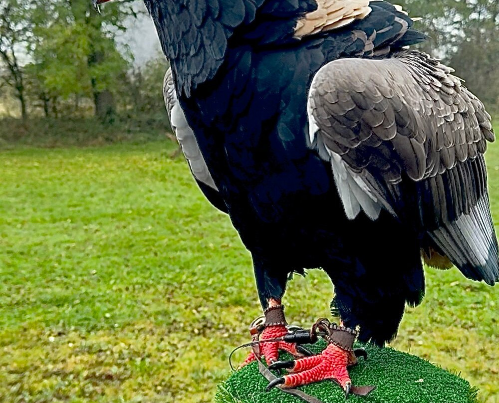 World of Wings Birds of Prey Centre-坎伯诺尔德必去景点