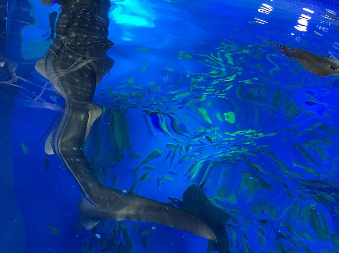 Notojima Aquarium-七尾市必去景点