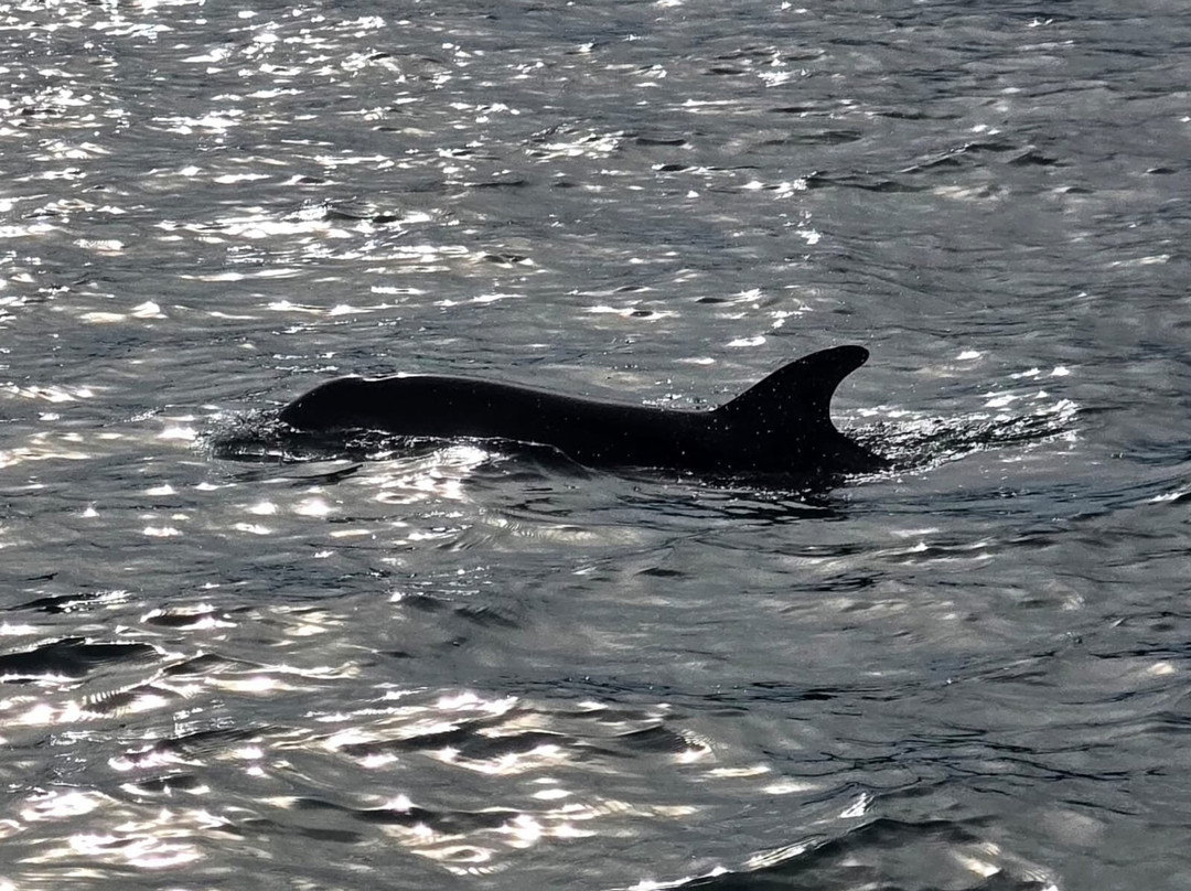 SeaMor Dolphin Watching Boat Trip-纽基必去景点