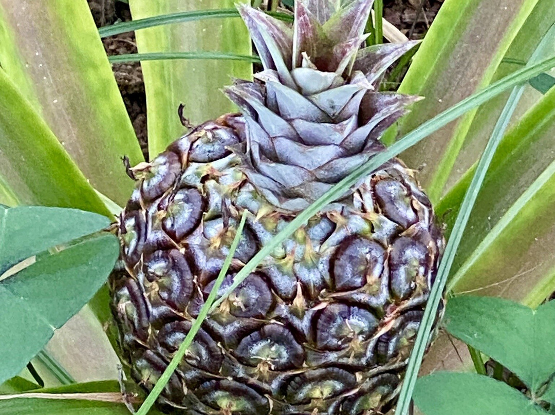Ananas Santo Antonio-蓬塔德尔加达必去景点