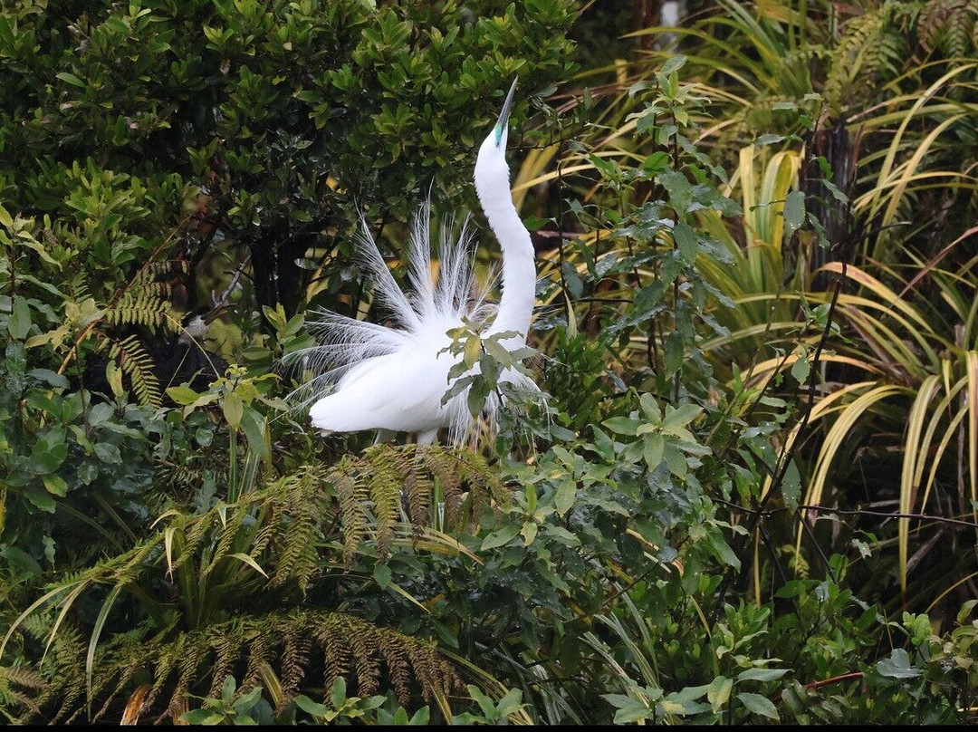 苍鹭保护区-Whataroa必去景点