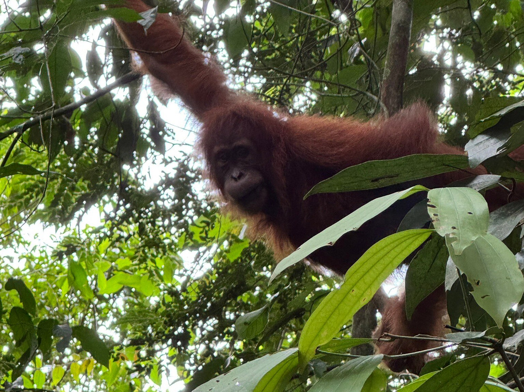 Orangutan Experience-武吉拉旺必去景点