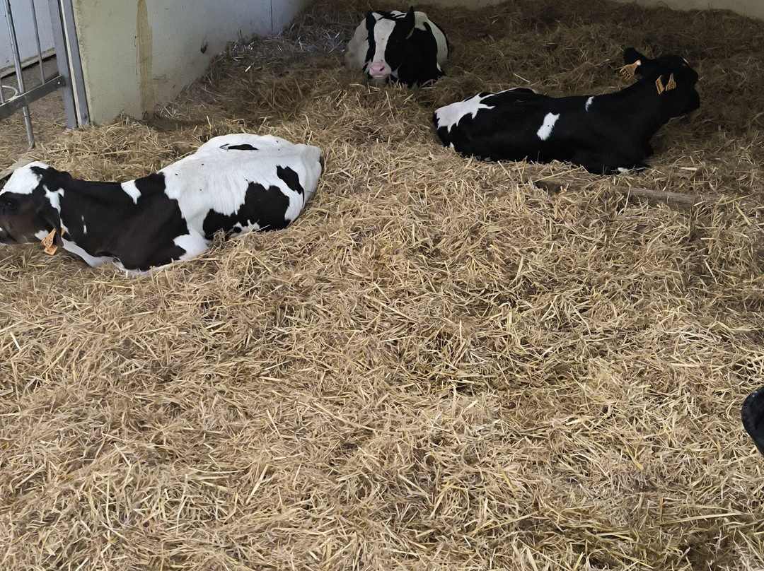 La Fageda Fundació-Santa Pau必去景点