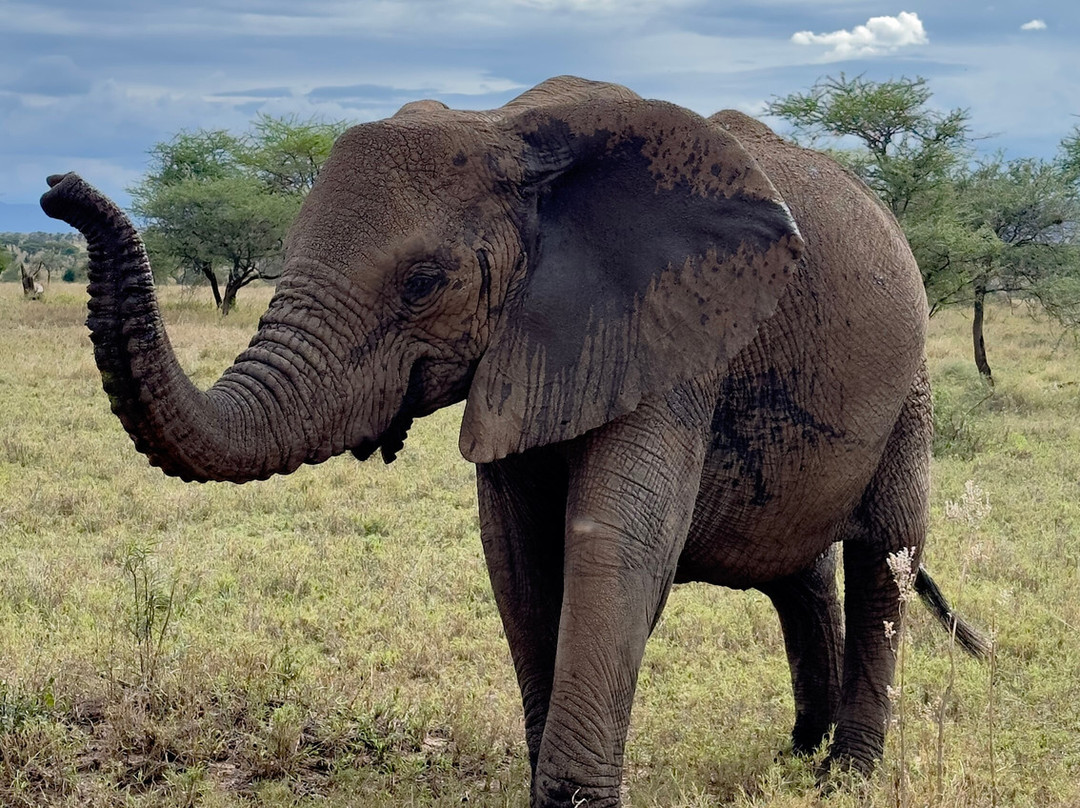 African Pangolin Safaris-Dar es Salaam必去景点
