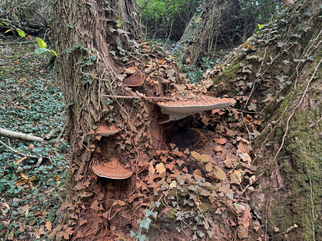 Terra Vitum-Midhurst必去景点