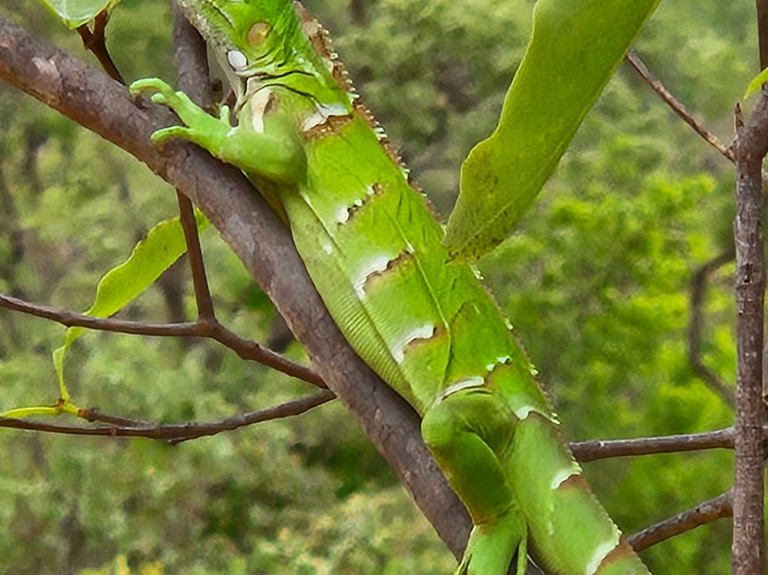 Lacos do Jalapao-Jalapao State Park必去景点