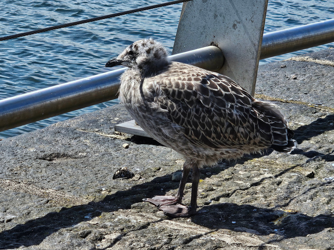 Footdee (Fittie)-阿伯丁必去景点