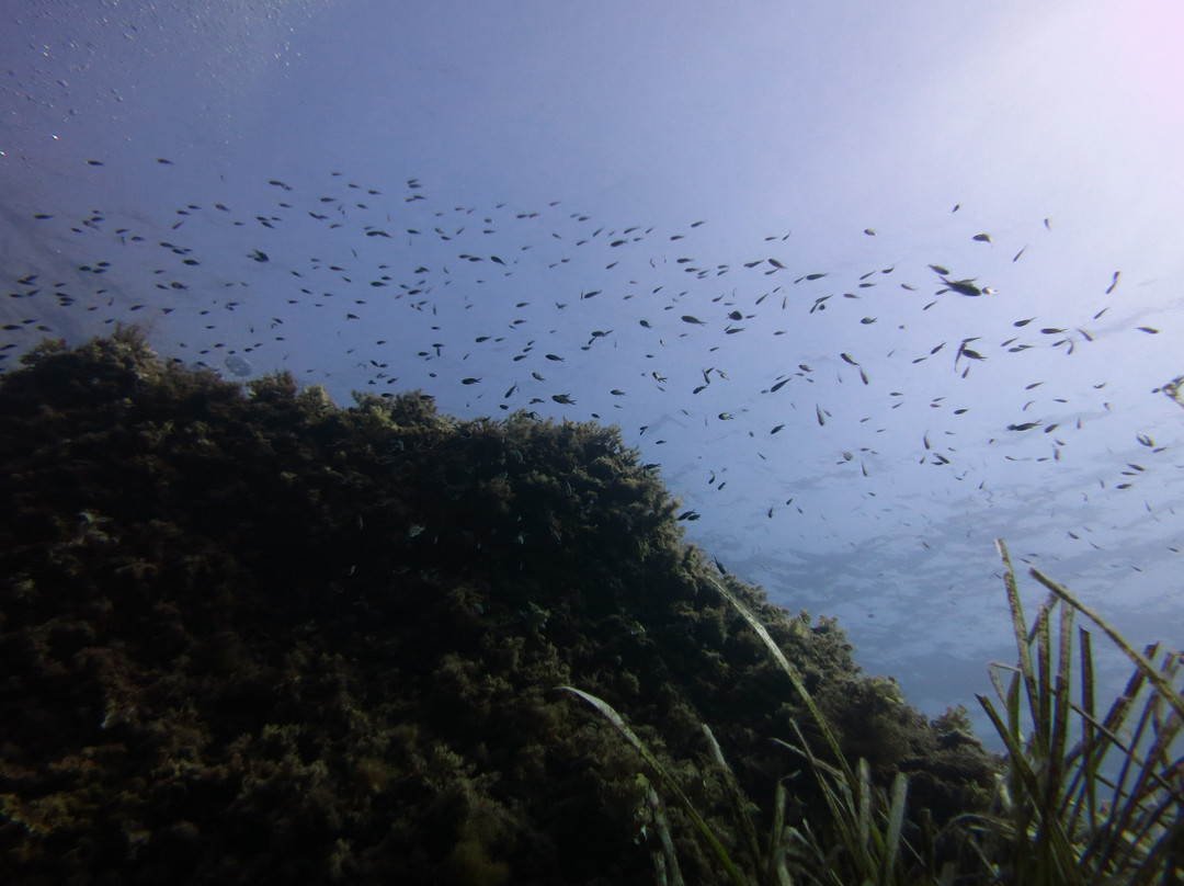 Blue Islands Diving-米诺卡必去景点
