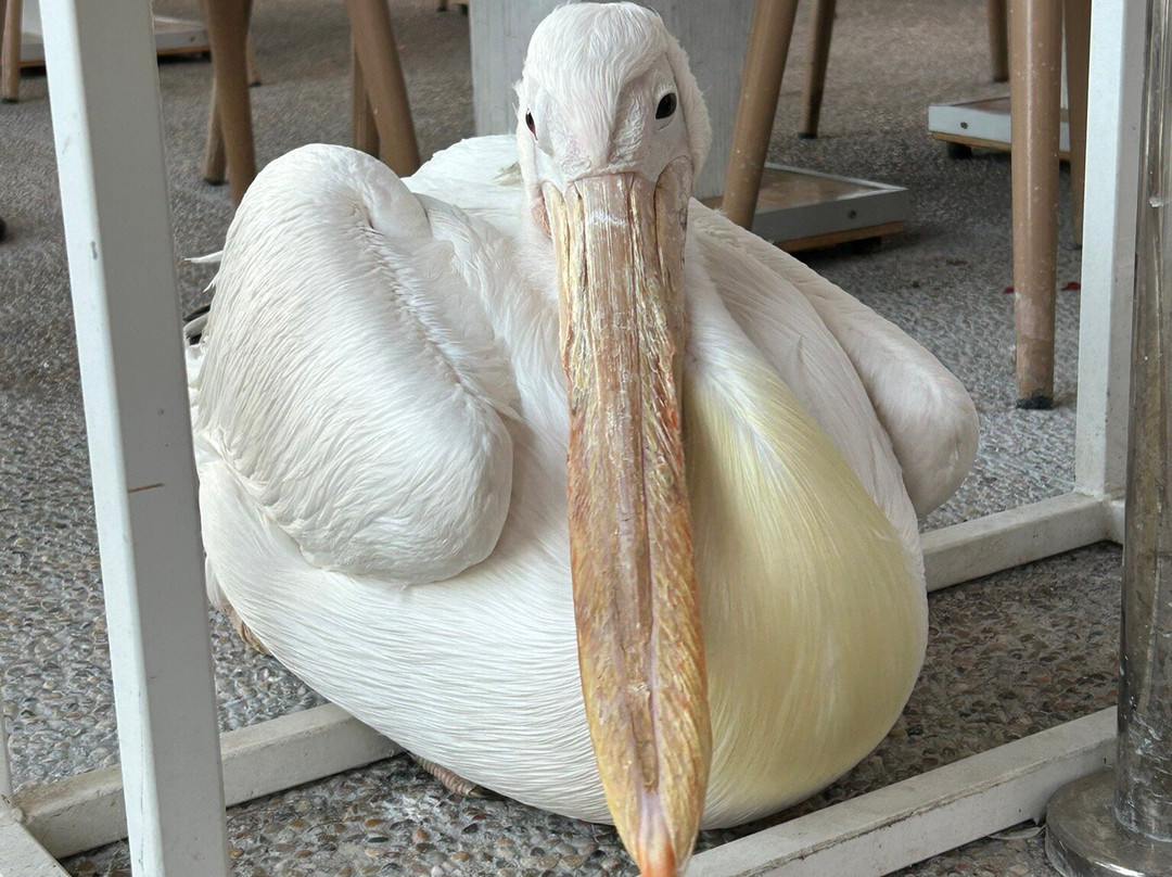Paphos Harbour and Port-帕福斯必去景点