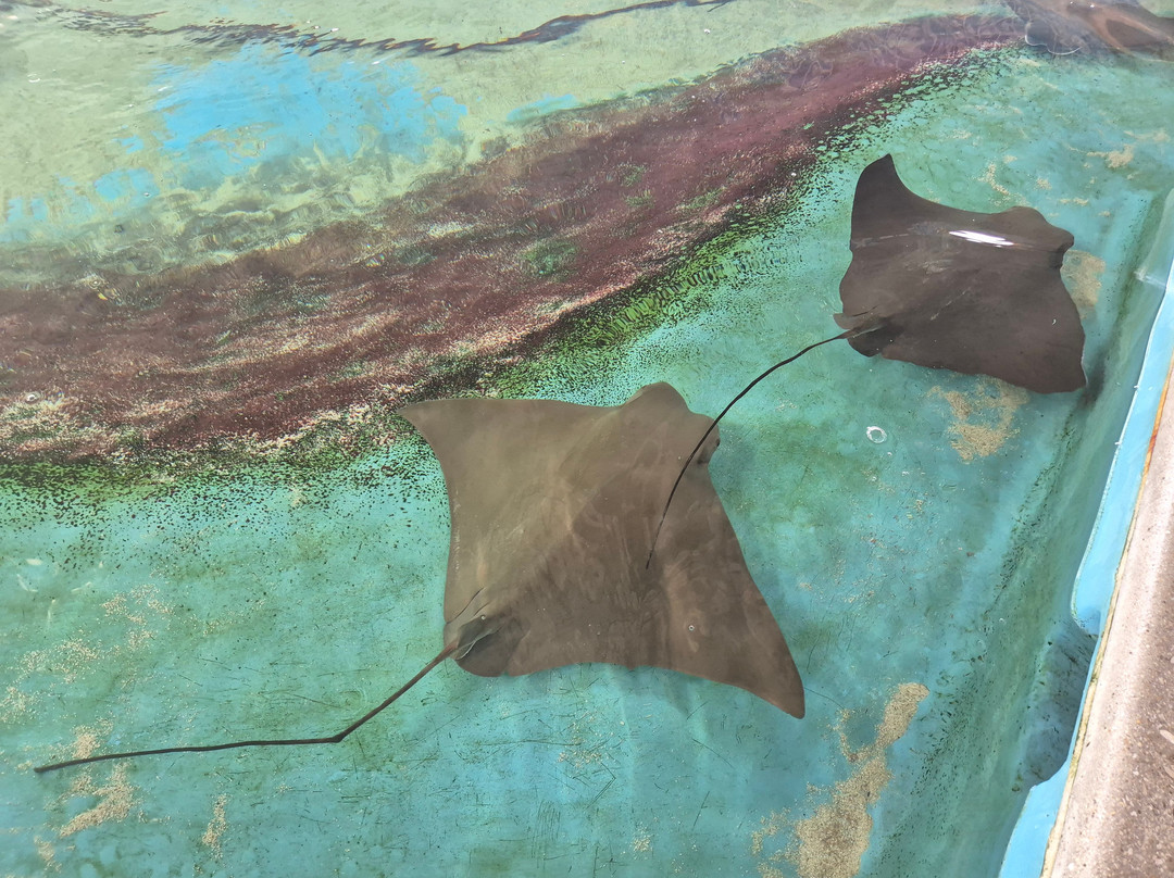 Florida Oceanographic Coastal Center-斯图尔特必去景点