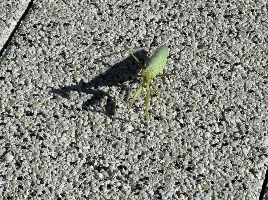 Promenade Pet Danica-赫尔采格诺维必去景点