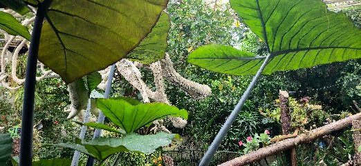 Plantasia Tropical Zoo-斯温西必去景点