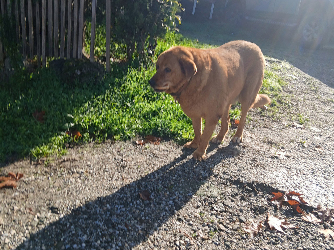 Sapanca Gonul Sofram Bungalov主图