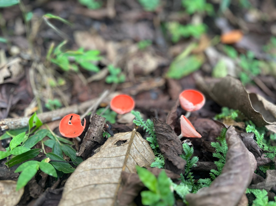 Metropolitan National Park-巴拿马城必去景点