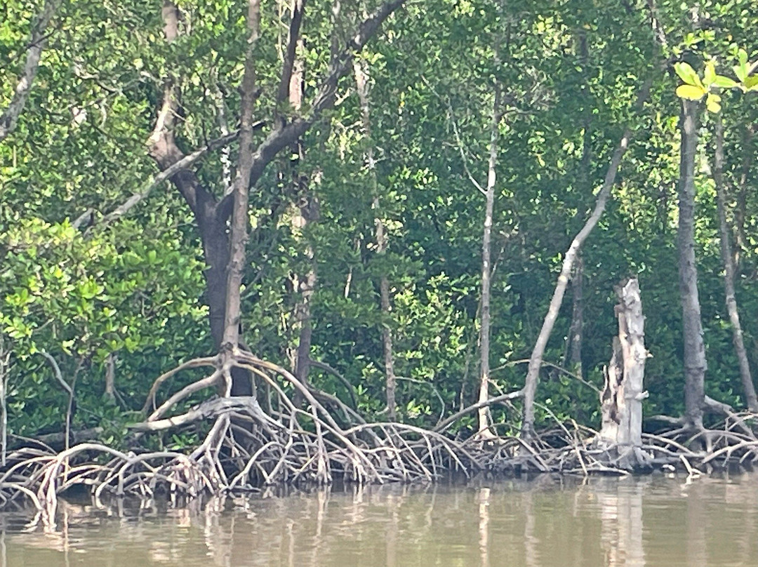 Everglades City Airboat Tours-大沼泽地必去景点