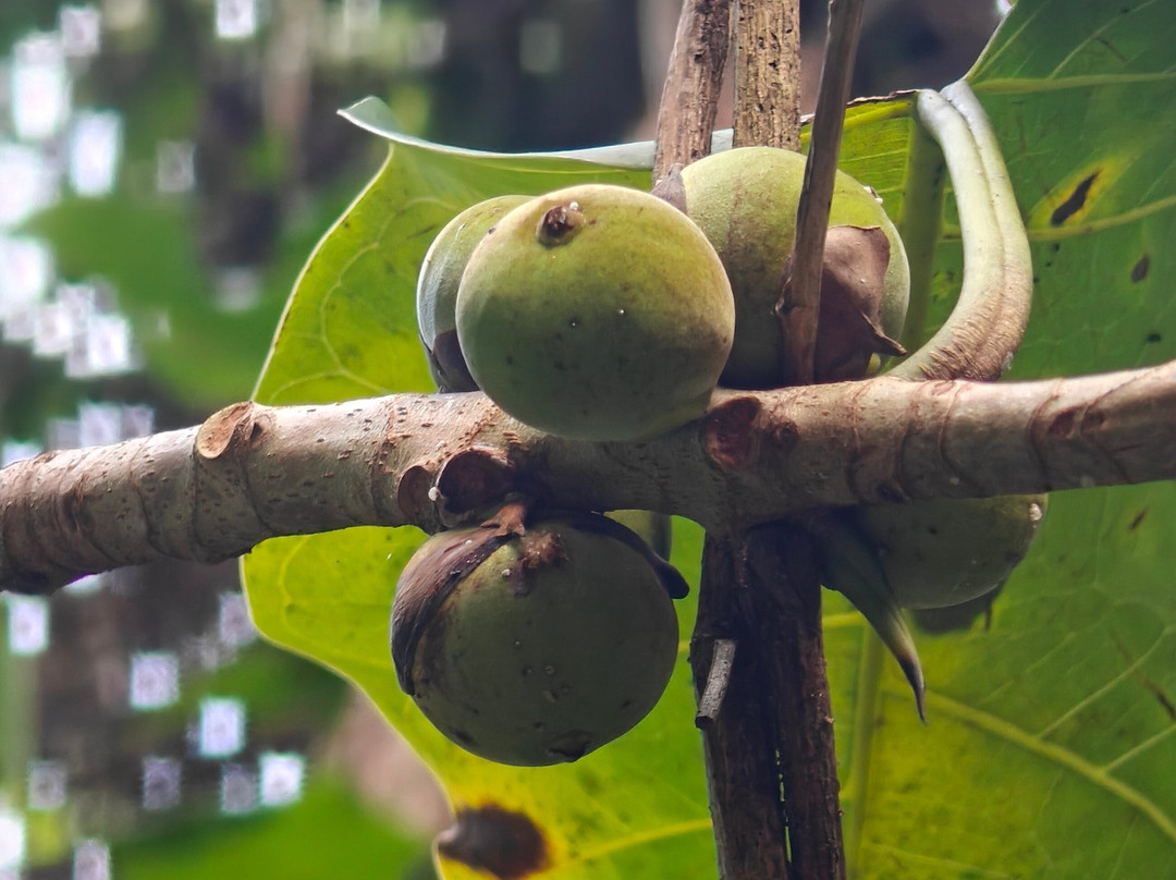 Limeland Tours-特立尼达必去景点