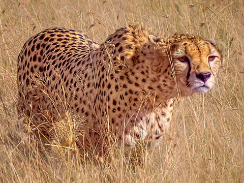 Mwanamshiki Tours and Safaris-阿鲁沙必去景点