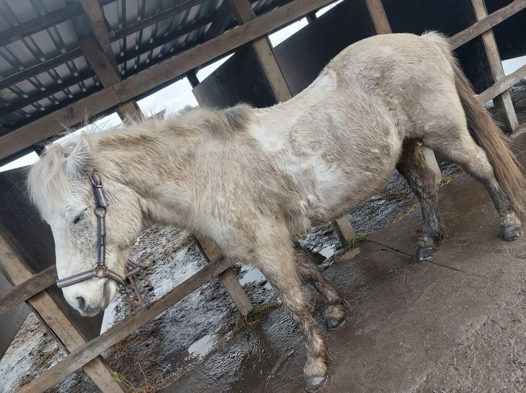 CPH:RIDE-德拉厄必去景点