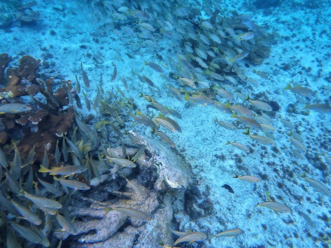 Catmania Catamarans-Costa Mujeres必去景点