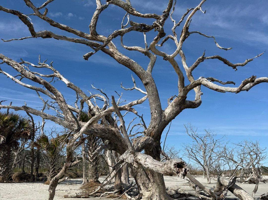 Driftwood Beach-吉柯岛必去景点