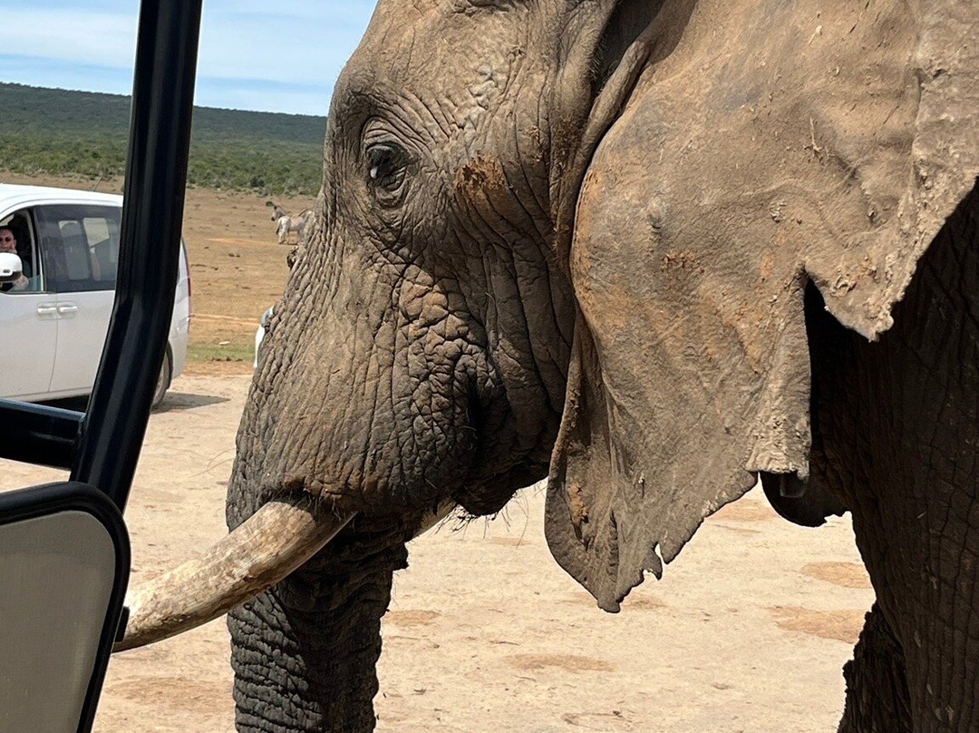 Addo Ventures Guided Safaris-伊丽莎白港必去景点