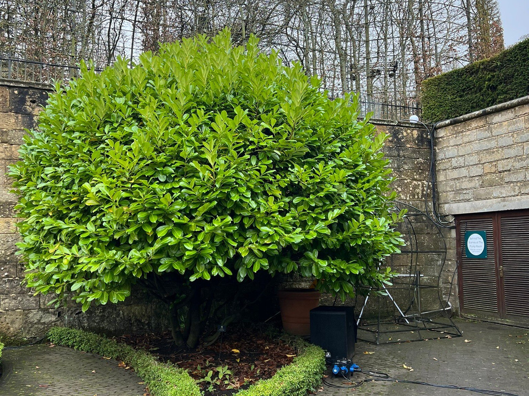 The Alnwick Garden-阿尼克必去景点