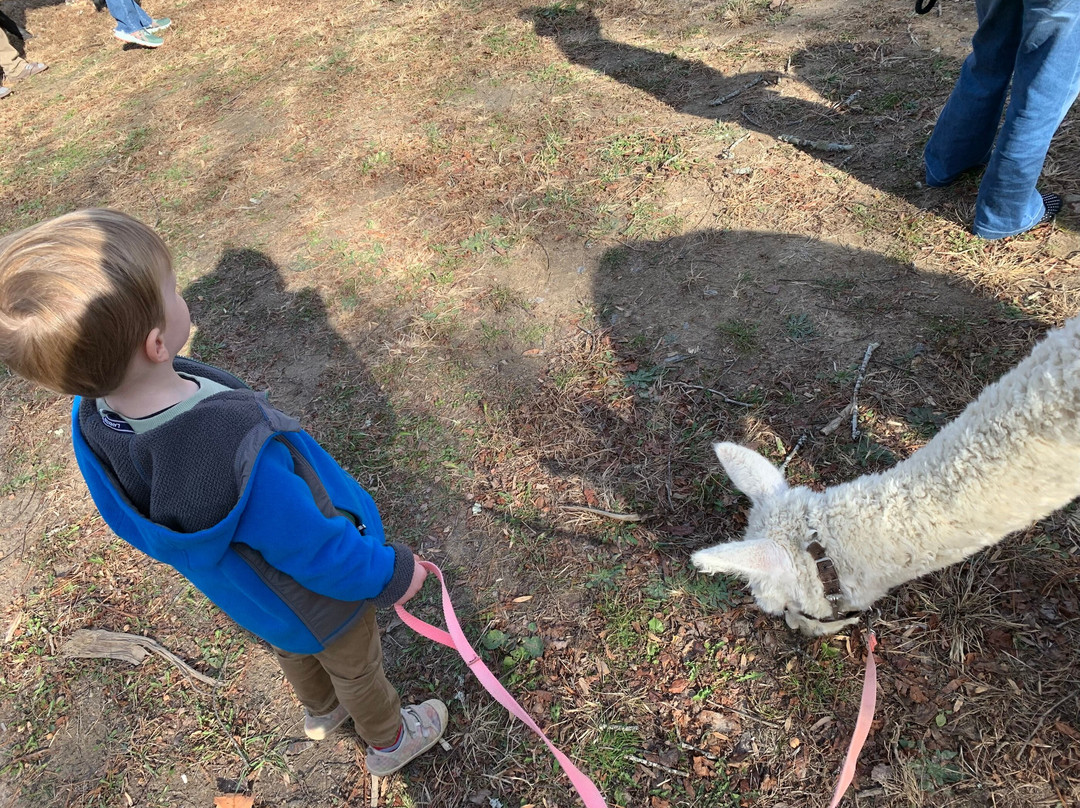 Ellaberry Llama Farm-亨德森维尔必去景点