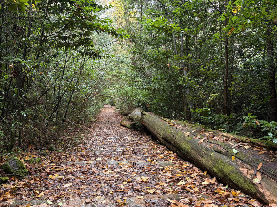 Mata Nacional do Bucaco-卢祖必去景点