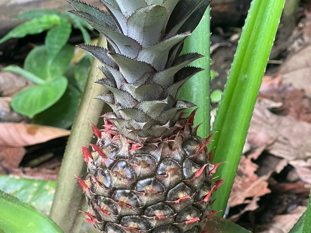 Satria Agrowisata-坦帕克西林必去景点