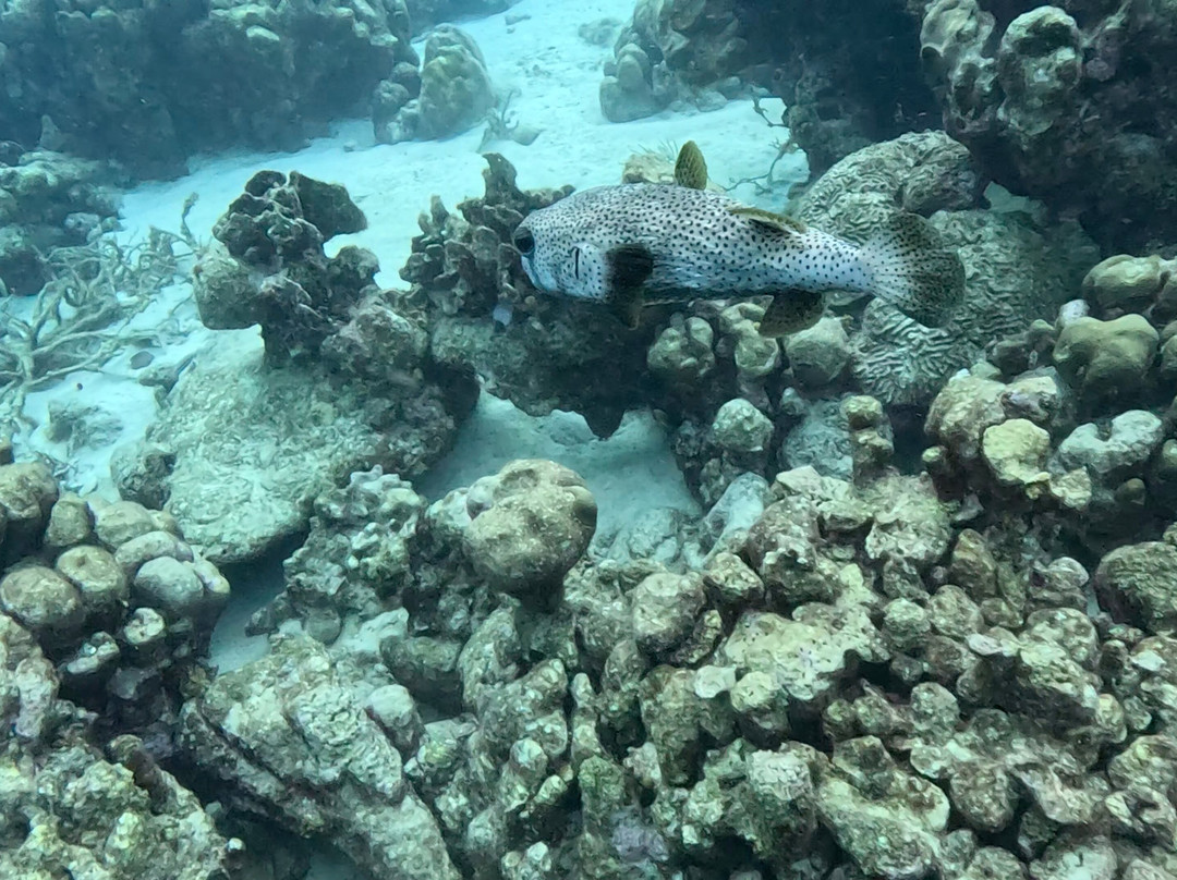 JADS Dive Center-San Nicolas必去景点