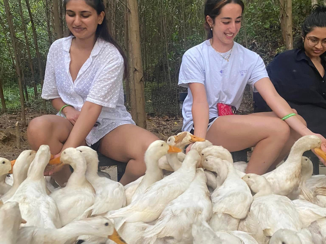 Indochine Junk-卡巴必去景点