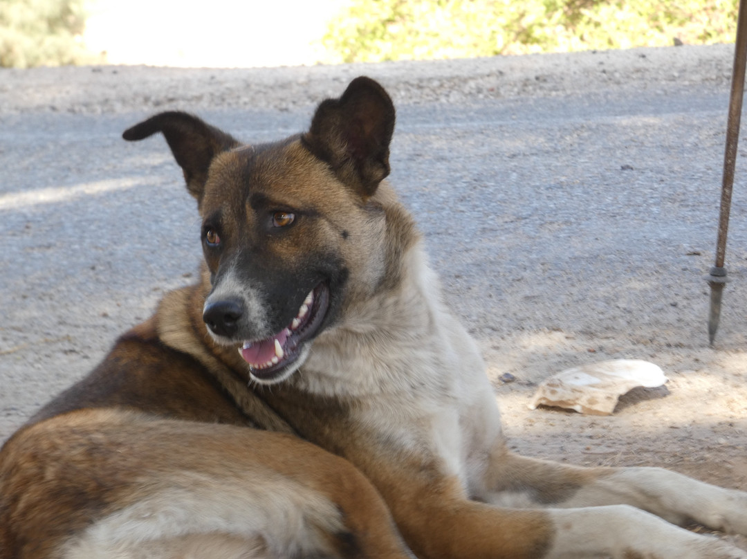 Al Rabee Society For Nature And Animal Protection-亚喀巴必去景点