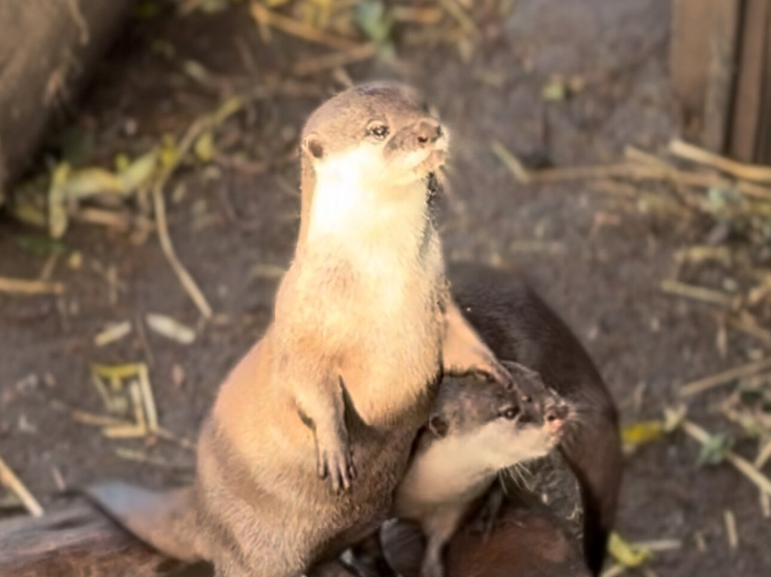 Shepreth Wildlife Park-Shepreth必去景点