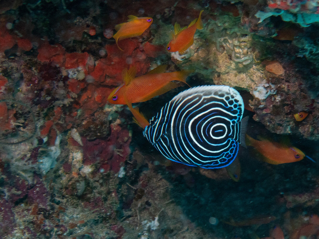 DivePoint Rannalhi-绚丽岛必去景点