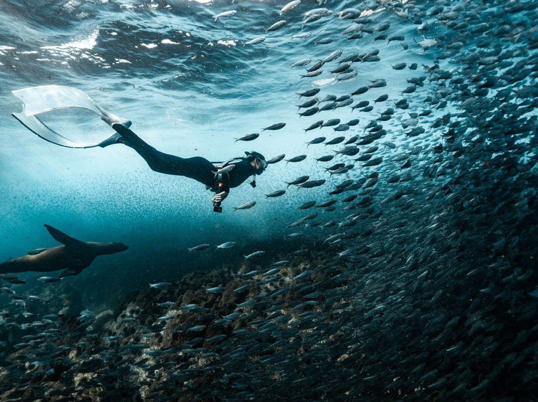 Tanner Underwater-朱庇特必去景点