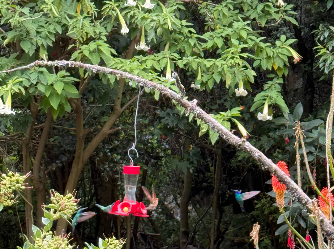 Santuario de colibríes - Ensifera Ensifera-乌鲁班巴必去景点