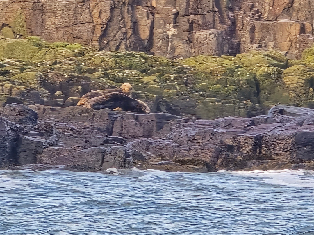 Serenity Farne Island Boat Tours-Seahouses必去景点