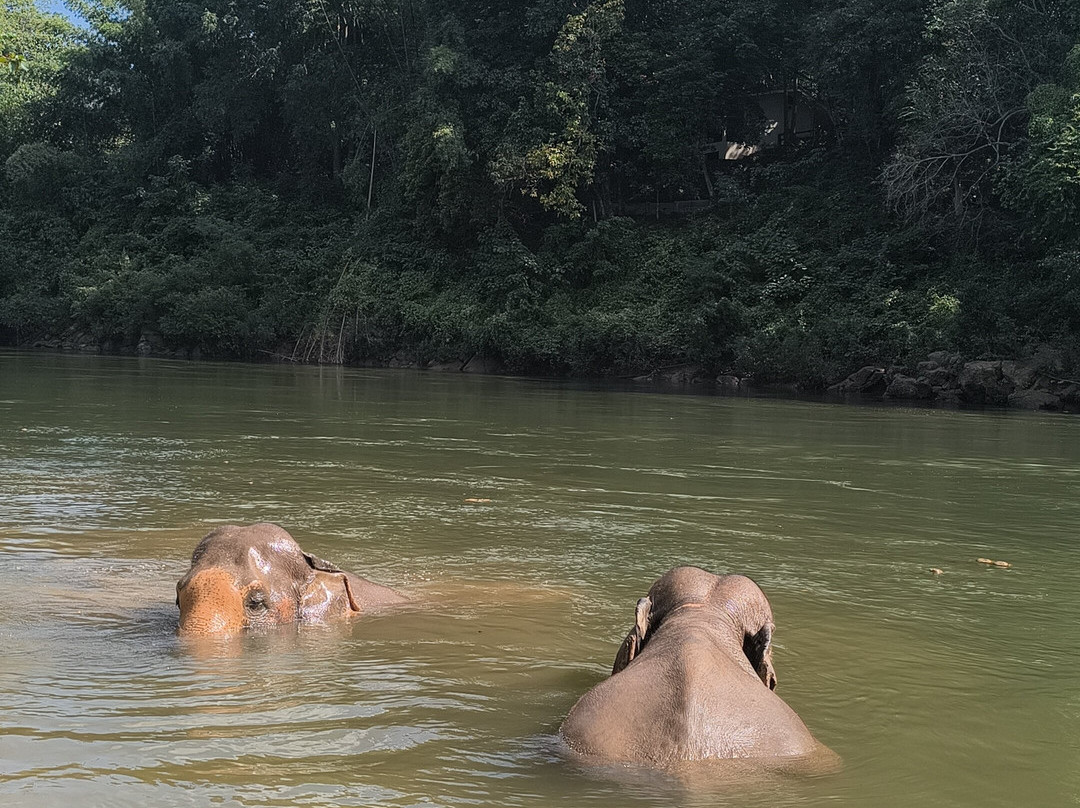 Elephant Haven-柿约必去景点
