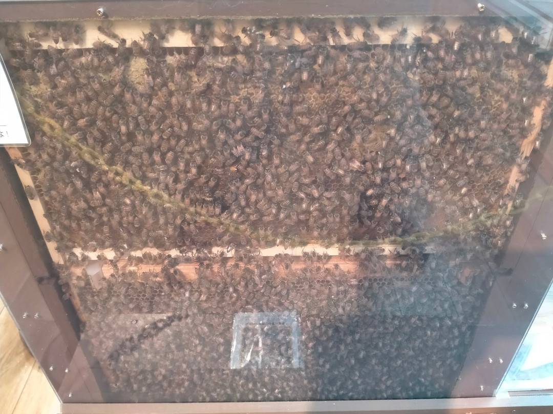 Hachimitsu Kobo-君津市必去景点