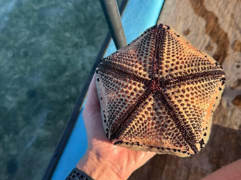 Senga Zanzibar Tours-Matemwe必去景点